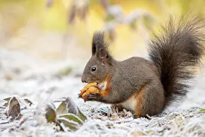 Walnut: Eurasian red squirrel (Sciurus vulgaris), sits on
