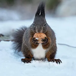 Nibble: Eurasian red squirrel (Sciurus vulgaris) sits in