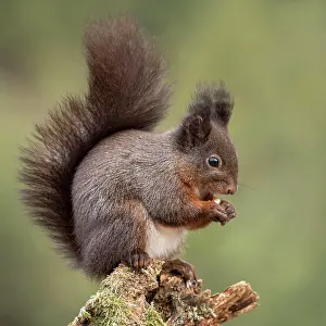 Nibble: Eurasian red squirrel (Sciurus vulgaris) sits on