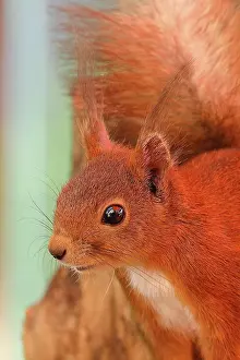 Sittin: Eurasian red squirrel (Sciurus vulgaris), sittin