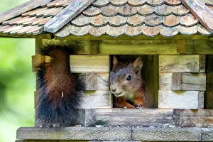 Eifel: Eurasian red squirrel (Sciurus vulgaris), sitting