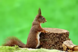 310820: Eurasian red squirrel (Sciurus vulgaris ) is standing