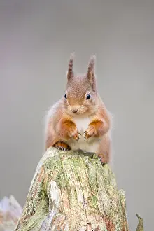 Inverness: Eurasian Red Squirrel (Sciurus vulgaris) on a t