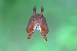 Vault: Eurasian red squirrel (Sciurus vulgaris), in vault