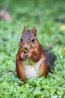 Eifel: Eurasian red squirrel (Sciurus vulgaris), Volcanic