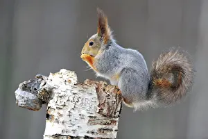 Betulaceae: Eurasian red squirrel (Sciurus vulgaris ), winter