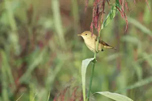 Acrocephalus: Eurasian Reed Warbler