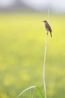 Acrocephalus: Eurasian Reed Warbler