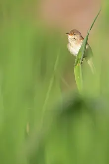 Reedbed: Eurasian Reed Warbler