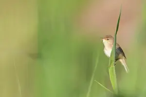 Reedbed: Eurasian Reed Warbler