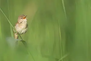 Reedbed: Eurasian Reed Warbler