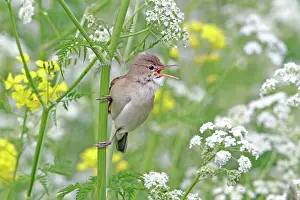 Acrocephalus: Eurasian Reed Warbler