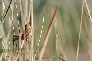 Acrocephalus: Eurasian Reed Warbler