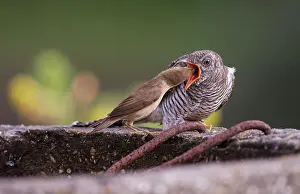 Canorus: Eurasian Reed Warbler
