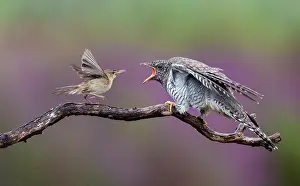 Canorus: Eurasian Reed Warbler
