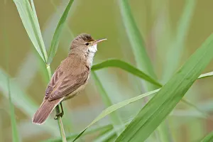 Acrocephalus: Eurasian Reed Warbler
