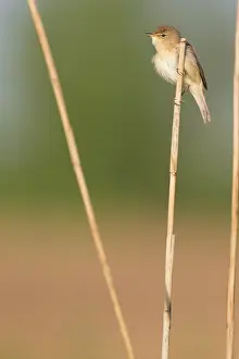Reedbed: Eurasian Reed Warbler