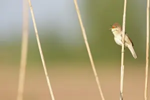 Reedbed: Eurasian Reed Warbler
