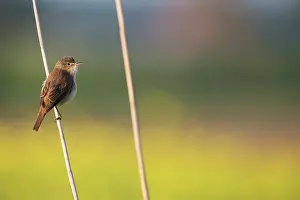 Cole: Eurasian Reed Warbler