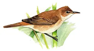 Acrocephalus: Eurasian Reed Warbler