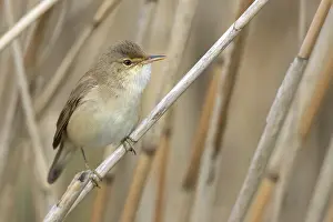 Flevoland: Eurasian Reed Warbler (Acrocephalus scirpaceus)