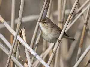 Flevoland: Eurasian Reed Warbler (Acrocephalus scirpaceus)