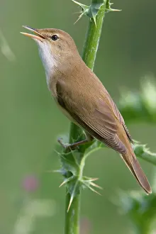 Scirpaceus: Eurasian Reed Warbler - singing