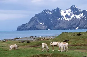 Whaling: Eurasian Reindeer (Rangifer tarandus) herd