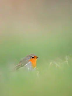 Overijssel: Eurasian Robin (Erithacus rubecula) in farmersl