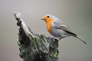 Veluwe: Eurasian Robin (Erithacus rubecula) perched on