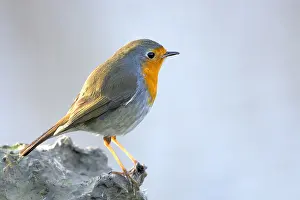 Overijssel: Eurasian Robin (Erithacus rubecula) perched in