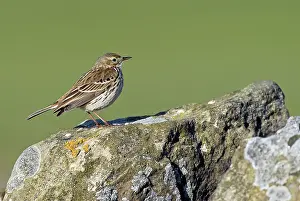 Anthus: Eurasian Rock Pipit (Anthus petrosus) foraging on rock