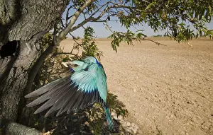 Garrulus: Eurasian Roller (Coracias garrulus) adult arrives