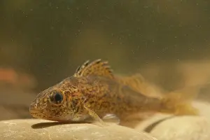 Fische: Eurasian Ruffe