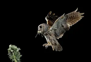 Scops: Eurasian Scops Owl adult in flight with prey