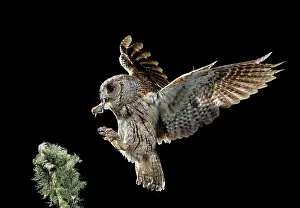 Scops: Eurasian Scops Owl adult in flight with prey