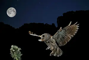 Moonlight: Eurasian Scops Owl adult in flight with prey and moon