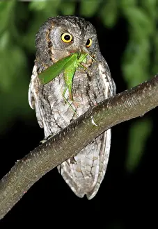 Scops: Eurasian Scops Owl - adult perched on a branch of a tree