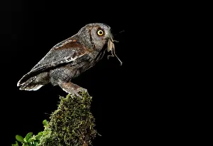 Scops: Eurasian Scops Owl adult perched with prey