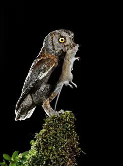 Scops: Eurasian Scops Owl adult perched with prey