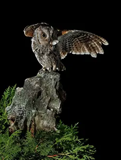Scops: Eurasian Scops Owl adult perched with prey