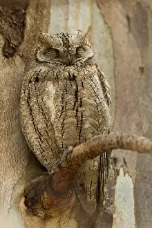 Roosting: Eurasian Scops Owl (Otus scops) roosting in a E