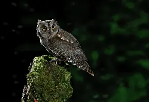 Scops: Eurasian Scops Owl (Otus scops) on a stump, Salamanca