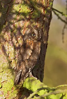 Scops: Eurasian Scops Owl - resting in camouflaged position