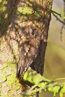 Scops: Eurasian Scops Owl - resting in camouflaged position