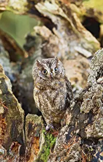 Scops: Eurasian Scops Owl - resting on dead tree