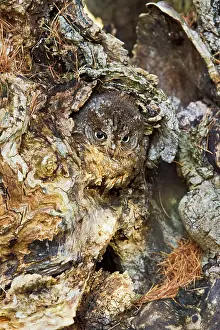 Scops: Eurasian Scops Owl - sitting in hole in tree