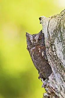 Scops: Eurasian Scops Owl - sitting in hole in tree