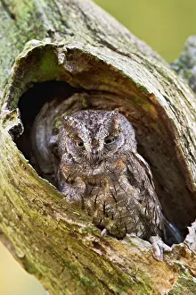 Scops: Eurasian Scops Owl - sitting in hole in tree