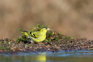 Spinus: Eurasian Siskin